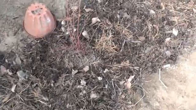 Посадка голубики на участке смотреть онлайн