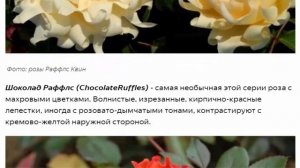 Удивительные сорта роз серии Раффлс Ruffles