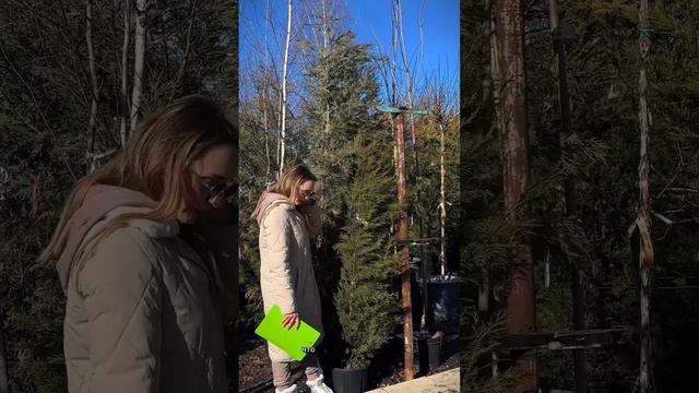 выбираем растения в питомнике ч1 #ландшафтныйдизайн #ландшафтныйдизайнучастка #ландшафтныйдизайнер