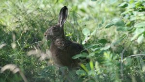 Утренний заяц-русак