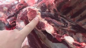 Охотничий нож DENDRA ТЭНГУ - жёсткий тест на охоте..mp4