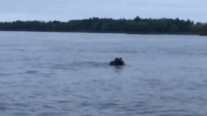 Медведи переплывают речку. Северная Двина