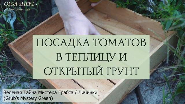 ТОМАТЫ: лунный посевной календарь на МАЙ 2023! Когда сажать / сеять семена помидоров на рассаду?