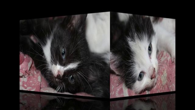 Продаю дом!!! С Котятами!!! смотреть онлайн