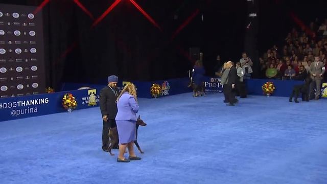 Doberman Pinscher, 2018 National Dog Show, Working Group смотреть онлайн