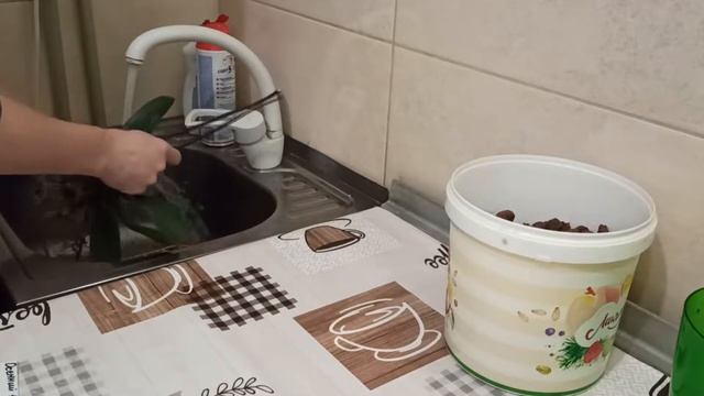 ПОСАДИЛА В КЕРАМЗИТ ОРХИДЕЮ БИГ ЛИП ОСЕННИЙ ВЕТЕР |ОРХИДЕИ 162 | смотреть онлайн