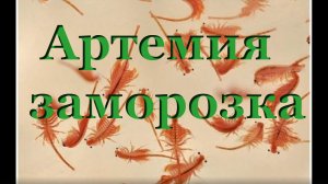 Замороженная артемия: как кормить заморозкой, кого кормить мороженным рачком
