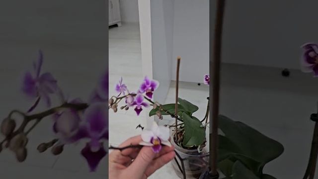 Я долго смеялась над этим видосом ??? Листочки " Ну такие" - какие нафиг листочки она здесь увиде