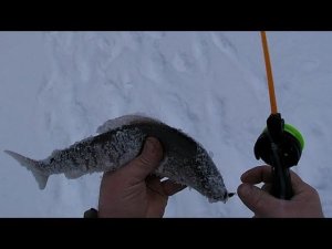 МАРТОВСКАЯ РЫБАЛКА НА ХАРИУСА  \ ТРАГЕДИЯ НА РЕКЕ \ ВСТРЕЧА РЫБОЛОВНЫХ КАНАЛОВ \КОМИ СВЕЧА \ ПРИВЕТЫ