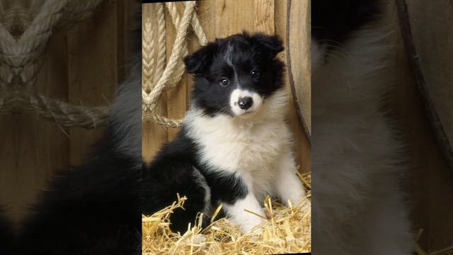 Ставь лайк если ты считаешь что Бордер-колли милашки👼😘