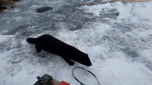 Норка на рыбалке.