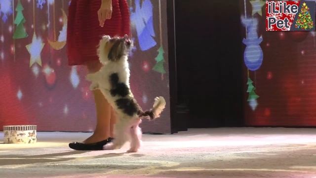 Во что поиграть дома с собакой? смотреть онлайн