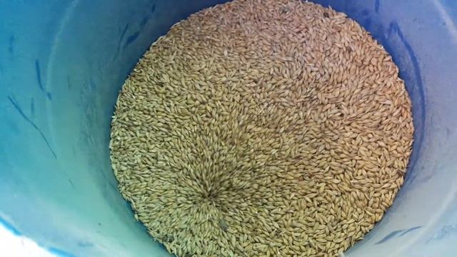 How To Feed Chickens ?|? Чем кормить кур. Как делать дроблёнку. Куры несушки в домашних условиях