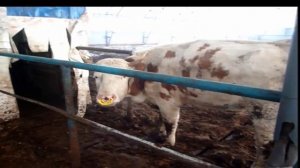 Нужен ли робот для доения коров?