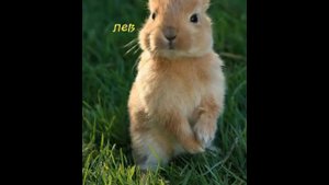 Новенькие выберашки💗 милые  кролики🐰