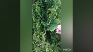 самая узкая из высоких туй, туя западная Дегрут спайр и её саженцы
