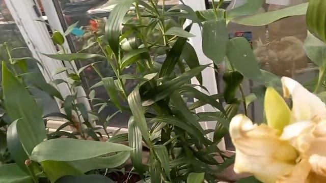 Лилии высаживаю на доращивание после выгонки.