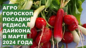 Агрогороскоп посадки редиса дайкона в марте 2024 Agrohoroscope for planting daikon radish in March