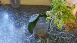 Как восстановить корни у орхидеи   и их плотность, Сажаю реанимашку в живой мох