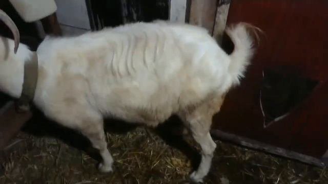 Дрессировка коз - одно удовольствие! Эти умнейшие и хитрющие животные...