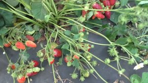 КУПЧИХА земклуника