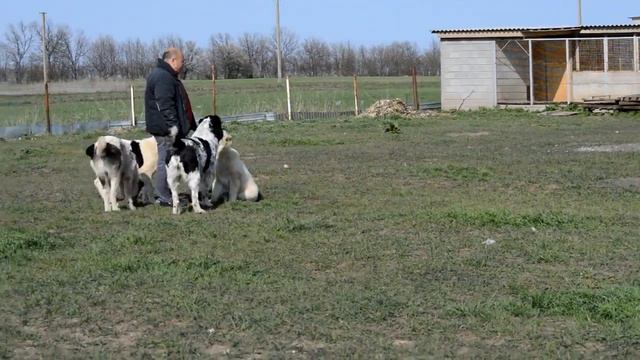 Щенки Туркменского Алабая смотреть онлайн