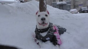 Амстафф и Стаффи  на прогулке!)