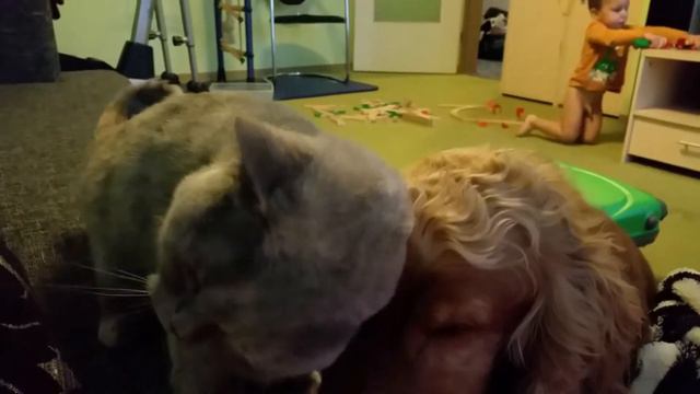  female British Shorthair and female English Cocker Spaniel are the best friends