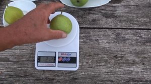 Сравнение груш БОГЕМА, ЛАСТОЧКА, БЕРЕ ЖИФФАР, РАННЯЯ ХУДЬО / Обзор на 1 августа