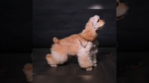 Американский кокер спаниель