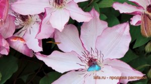 Клематис крупноцветковый Омоширо (clematis omoshiro) ? обзор: как сажать, саженцы клематиса Омоширо