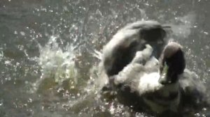 Водоём для уток на своём участке. Утиные истории