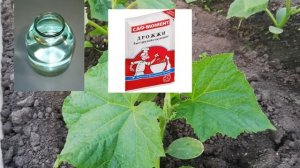 Первая подкормка огурцов после высадки. Подкормка огурцов дрожжами.