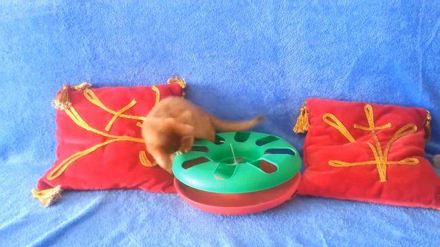 Абиссинские кошки смотреть онлайн