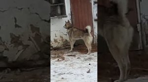 Гибриды волка и лайки!