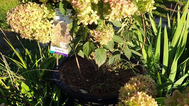 ПИКСИО и её полное окрашивание! смотреть онлайн