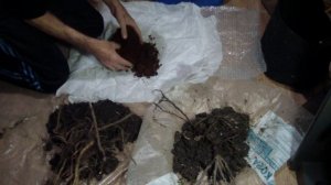 Хранение СМОРОДИНЫ ДО ВЕСНЫ