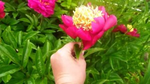 Сворд денс півонія Sword dance peony