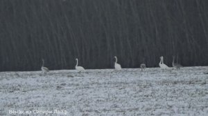 Классическая охота в Сибири!