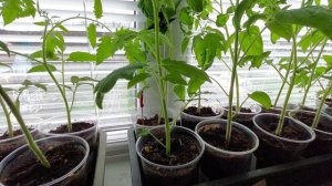 Моя рассада.mp4