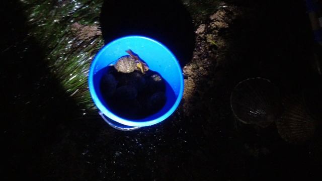 За едой на берег моря. Ночной сбор морепродуктов на острове Сахалин. Гребешок, морской ëж