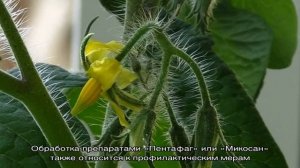 Что делать, если помидоры в теплице цветут, а завязи нет?