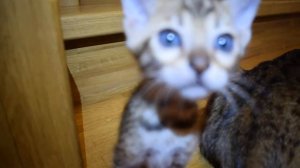 Бенгальский котенок 5 недель