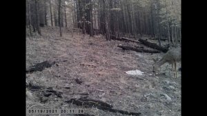 ПРИШЛИ ДВЕ САМКИ СИБИРСКОЙ КОСУЛИ ТИХАЯ ОХОТА СОЛОНЦЫ THE FEMALE SIBERIAN ROE DEER SOLONTSY CAME