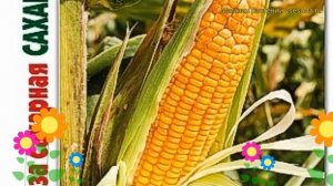Кукуруза сахарная Сахарный початок. Краткий обзор, описание характеристик zea mays Saharnyj pochato