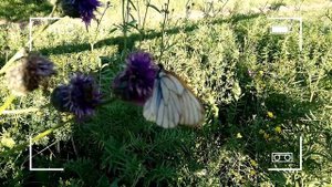 Бабочка Капустница в Красноярске. Конец июня 2022г