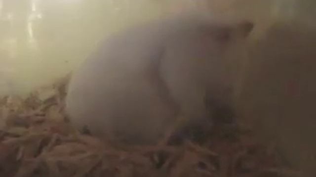 Хомяки уход и содержание ХОМЯЧКИ ДОМАШНИЕ Сирийский хомяк Прикольный хомяк @JessLifePets