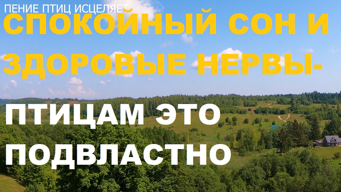 ПЕНИЕ ЛЕСНЫХ ПТИЦ СОЗДАЁТ ПОЛОЖИТЕЛЬНЫЕ ЭМОЦИИ-А ЗНАЧИТ КРЕПКОЕ ЗДОРОВЬЕ И СПОКОЙНЫЙ СОН. смотреть онлайн