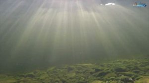 Погружение в Телецкое озеро