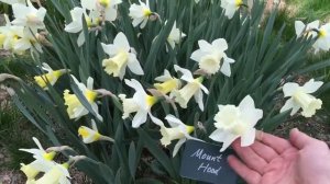 Mount Hood Daffodils | Bulbs in Bloom